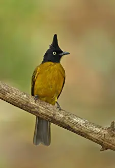 Black-crested Bulbul (Pycnonotus melanicterus xanthops) adult, perched on branch, Kaeng Krachan N. P. Thailand, february