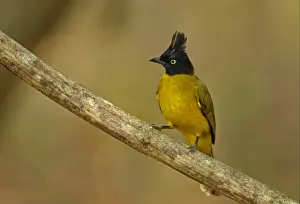 Black-crested Bulbul (Pycnonotus melanicterus xanthops) adult, perched on branch, Kaeng Krachan N. P. Thailand, february