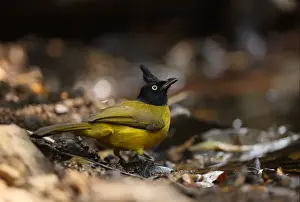 Black-crested Bulbul (Pycnonotus melanicterus xanthops) adult, drinking at pool, Kaeng Krachan N. P. Thailand, february