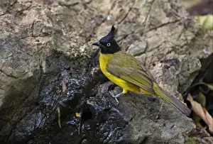 Black-crested Bulbul (Pycnonotus melanicterus xanthops) adult, drinking at spring, Kaeng Krachan N. P. Thailand, february