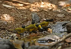 Black-crested Bulbul (Pycnonotus melanicterus xanthops) and Black-headed Bulbul (Pycnonotus atriceps) adults