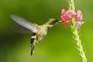 Costa Rican Prints: Black-crested Coquette (Lophornis helenae) adult female