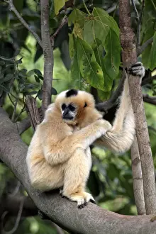 Black Crested Gibbon (Nomascus concolor) adult female, sitting on branch (captive)