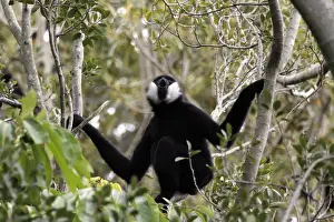 Primates Prints: Black Crested Gibbon (Nomascus concolor) adult male, calling, sitting on branch (captive)