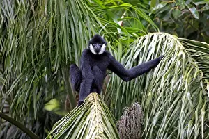 Black Crested Gibbon (Nomascus concolor) adult male, sitting on palm fronds (captive)
