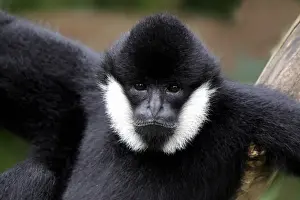 Black Crested Gibbon (Nomascus concolor) adult male, close-up of head (captive)