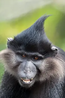 Black Crested Mangabey (Lophocebus aterrimus) adult, close-up of head (captive)