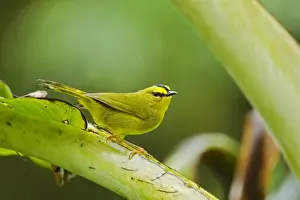 Equatorial Prints: Black-crested Warbler (Myiothlypis nigrocristata) adult