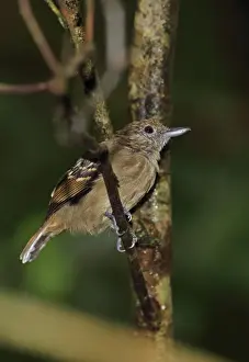 Black-crowned Antshrike (Thamnophilus atrinucha atrinucha) adult female, perched on twig, Pipeline Road, Panama