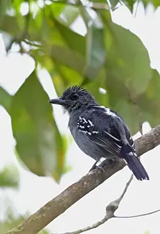 Black Crowned Prints: Black-crowned Antshrike (Thamnophilus atrinucha atrinucha) adult male