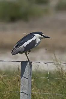 Donana Prints: Black crowned night Heron adult on fence post - Coto Donana, Spain