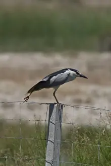 Donana Prints: Black crowned night Heron adult on fence post wing stretching - Coto Donana, Spain