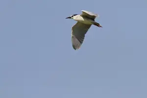 Donana Prints: Black crowned night Heron adult in flight - Coto Donana, Spain