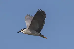 Black crowned night Heron flying at Lake Kerkini Northern Greece