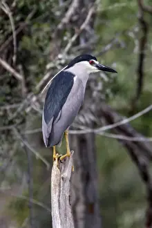 Black crowned night Heron at Lake Kerkini Northern Greece