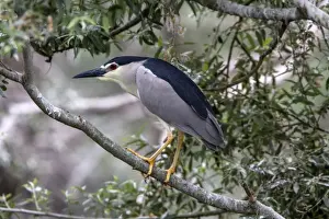 Black crowned night Heron at Lake Kerkini Northern Greece