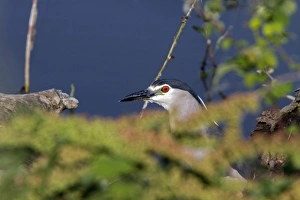 Heron Prints: Black crowned night heron looking out from deep vegitation