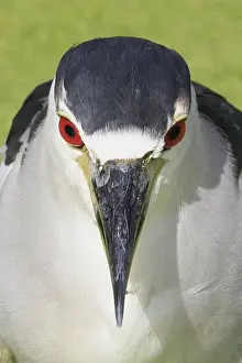 Black Crowned Prints: Black-crowned Night-heron (Nycticorax nyctocorax) adult
