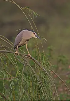 Black-crowned Night-heron (Nycticorax nyctocorax) adult, perched on weeping willow branch, Beijing, China, may