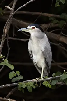 Black-crowned Night-heron (Nycticorax nyctocorax) adult, standing on branch, Gambia River, Niokolo-Koba area, Senegal, january