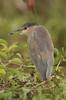 Black-crowned Night-heron (Nycticorax nyctocorax hoacti) immature, second summer plumage, perched on branches, Campo Jofre, Mato Grosso, Brazil, september