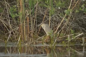 Rumania Prints: Black-crowned Night-heron (Nycticorax nyctocorax) immature