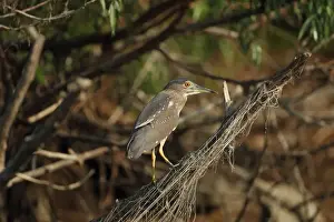 Black-crowned Night-heron (Nycticorax nyctocorax) immature, standing on branch with snagged fishing net, Tulcea, Danube Delta, Dobrogea, Romania, may