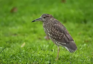 Black-crowned Night-heron (Nycticorax nyctocorax nycticorax) immature, standing on grass during rainfall, Taipei City