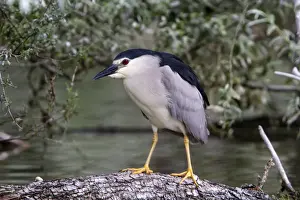 Willow Prints: Black crowned night Heron on Willow Tree at Lake Kerkini, Northern Greece