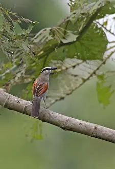 Black Crowned Prints: Black-crowned Tchagra (Tchagra senegala senegala) adult
