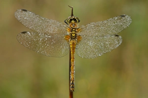 Drops Prints: Black Darter (Sympetrum danae) adult female, covered with dew, Powys, Wales, august