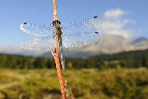 Odonata Prints: Black Darter (Sympetrum danae) adult male
