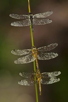 Drops Prints: Black Darter (Sympetrum danae) three adults