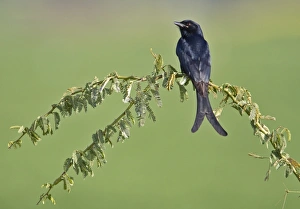 Drongos Prints: Black Drongo (Dicrurus macrocercus) adult