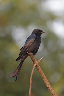 Black Drongo (Dicrurus macrocercus) adult, perched on branch, Hong Kong, China, September