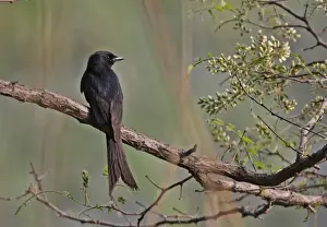 Drongos Prints: Black Drongo (Dicrurus macrocercus cathoecus) adult