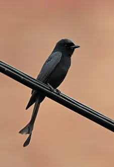Overhead Prints: Black Drongo (Dicrurus macrocercus harterti) adult