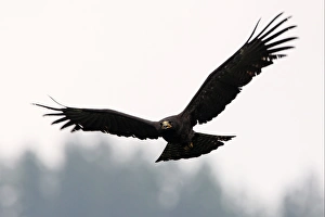 Sinharaja Prints: Black Eagle (Ictinaetus malayensis) sub-adult