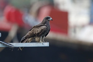 South China Sea Prints: Black-eared Kite (Milvus migrans lineatus) adult