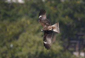 Black-eared Kite (Milvus migrans lineatus) adult, in flight, Aberdeen Harbour, Hong Kong Island, Hong Kong, China