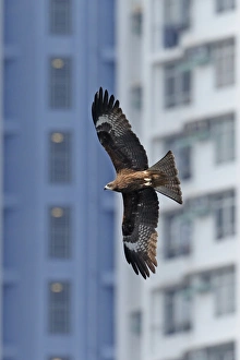 Black-eared Kite (Milvus migrans lineatus) adult, in flight, with residential buildings in background, Aberdeen