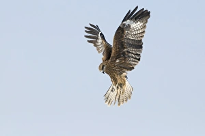 Kites Prints: Black-eared Kite (Milvus migrans lineatus) adult, in flight, Hokkaido, Japan, winter