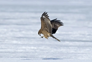 Black-eared Kite (Milvus migrans lineatus) adult, in flight over snow, Hokkaido, Japan, winter