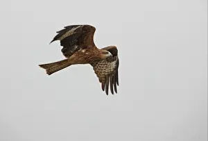 Kites Prints: Black-eared Kite (Milvus migrans lineatus) immature