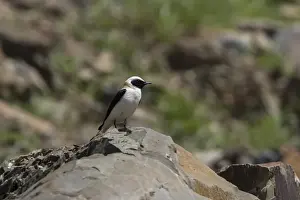 Western Prints: Black eared Wheatear, male dark throated form of the western race (hispanica) Extremadura Spain