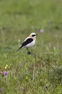 Western Prints: Black eared Wheatear, male western race (hispanica) Extremadura Spain