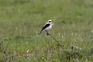 Black eared Wheatear, male western race (hispanica) Extremadura Spain