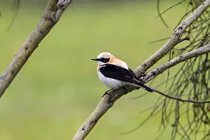 Black eared Wheatear, male western race (hispanica) Extremadura Spain