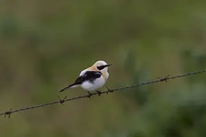 Black eared Wheatear, male western race (hispanica) Extremadura Spain