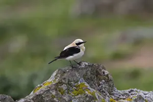 Black eared Wheatear, male western race (hispanica) Extremadura Spain